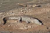 Nile Crocodile, Awash Falls, Ethiopia, January 2016 - click for larger image