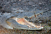 Saltwater Crocodile, Kakadu, Northern Territory, Australia, October 2013 - click for larger image