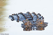 Saltwater Crocodile, Kakadu, Northern Territory, Australia, October 2013 - click for larger image