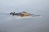 Saltwater Crocodile, Kakadu, Northern Territory, Australia, October 2013 - click for larger image