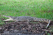 Saltwater Crocodile, Kakadu, Northern Territory, Australia, October 2013 - click for larger image