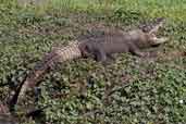 Cuban Crocodile, Zapata Swamp, Cuba, February 2005 - click for larger image