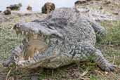 Cuban Crocodile, Zapata Swamp, Cuba, February 2005 - click for larger image