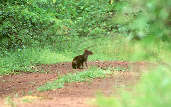 Red-rumped Agouti, Roraima, Brazil, July 2001 - click for larger image