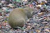 Central American Agouti, Tikal, Guatemala, March 2015 - click for larger image