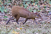 Central American Agouti, Copan Ruinas, Honduras, March 2015 - click for larger image