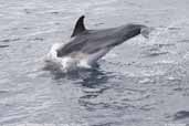 Common Dolphin, Maria Island, Tasmania, February 2006 - click for larger image