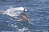 Common Dolphin, Maria Island, Tasmania, February 2006 - click for larger image