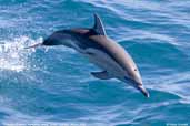 Common Dolphin, Kangaroo Island, South Australia, March 2006 - click for larger image