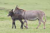 Female Donkey with foal, Great Blasket Island, Co. Kerry, Ireland, July 2005 - click for larger image