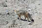 Culpeo Zorro, Embalse El Yeso, Chile, November 2005 - click for larger image