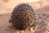 Lesser Hedgehog Tenrec, Mosa Park, Ifaty, Madagascar, November 2016 - click for larger image