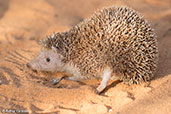 Lesser Hedgehog Tenrec, Mosa Park, Ifaty, Madagascar, November 2016 - click for larger image