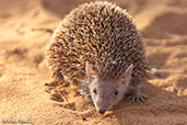 Lesser Hedgehog Tenrec, Mosa Park, Ifaty, Madagascar, November 2016 - click for larger image