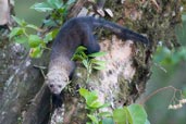 Tayra, Serra Bonita, Camacan, Bahia, Brazil, November 2008 - click for larger image