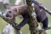 Tayra, Serra Bonita, Camacan, Bahia, Brazil, November 2008 - click for larger image