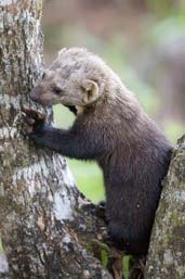 Tayra, Serra Bonita, Camacan, Bahia, Brazil, November 2008 - click for larger image