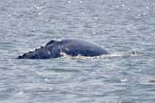 Grey Whale, off Vancouver, British Colombia, Canada, May 2009 - click for larger image