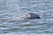 Grey Whale, off Vancouver, British Colombia, Canada, May 2009 - click for larger image