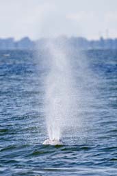 Grey Whale, off Vancouver, British Colombia, Canada, May 2009 - click for larger image