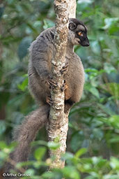 Brown Lemur, Analamazaotra (Perinet), Madagascar, November 2016 - click for larger image