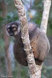 Brown Lemur, Analamazaotra (Perinet), Madagascar, November 2016 - click for larger image