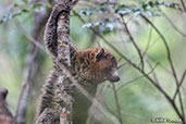 Mongoose Lemur, Ankarafantsika NP, Madagascar, November 2016 - click for larger image