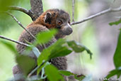Mongoose Lemur, Ankarafantsika NP, Madagascar, November 2016 - click for larger image