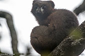 Red-bellied Lemur, Ranomafana NP, Madagascar, November 2016 - click for larger image