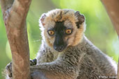 Red-fronted Brown Lemur, Berenty Reserve, Madagascar, November 2016 - click for larger image