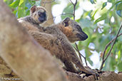 Red-fronted Brown Lemur, Berenty Reserve, Madagascar, November 2016 - click for larger image