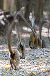 Red-fronted Brown Lemur, Berenty Reserve, Madagascar, November 2016 - click for larger image