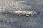 Oustalet's Chameleon, Ankarafantsika, Madagascar, November 2016 - click for larger image