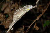 Oustalet's Chameleon, Ankarafantsika, Madagascar, November 2016 - click for larger image