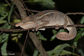 Rhinoceros Chameleon, Ankarafantsika, Madagascar, November 2016 - click for larger image