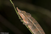 Rhinoceros Chameleon, Ankarafantsika, Madagascar, November 2016 - click for larger image