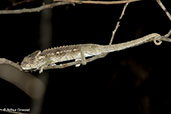 Warty Chameleon, Berenty Reserve, Madagascar, November 2016 - click for larger image