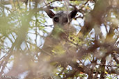 Somali Lesser Galago, Bogol-Manyo Road, Ethiopia, January 2016 - click for larger image