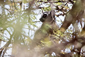 Somali Lesser Galago, Bogol-Manyo Road, Ethiopia, January 2016 - click for larger image