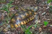Yellow-footed Tortoise, Linhares, Espírito Santo, Brazil, March 2004 - click for larger image