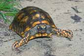 Yellow-footed Tortoise, Linhares, Espírito Santo, Brazil, March 2004 - click for larger image