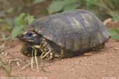 Yellow-footed Tortoise, Carajás, Pará, Brazil, October 2005 - click for larger image