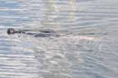 Grey Seal, Kinlochbervie, Scotland, May 2005 - click for larger image