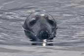Grey Seal, Kinlochbervie, Scotland, May 2005 - click for larger image