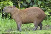 Capybara, Pantanal,Mato Grosso, Brazil, December 2006 - click for larger image