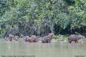 Capybara, Pantanal,Mato Grosso, Brazil, December 2006 - click for larger image