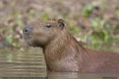 Capybara, Pantanal,Mato Grosso, Brazil, December 2006 - click for larger image
