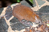 Musky Rat-kangaroo, Kuranda, Queensland, Australia, November 2010 - click for larger image