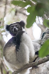 Indri, Analamazaotra (Perinet), Madagascar, November 2016 - click for larger image