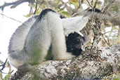 Indri, Analamazaotra (Perinet), Madagascar, November 2016 - click for larger image